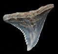 Colorful, Hemipristis Shark Tooth Fossil - Virginia #50036-1